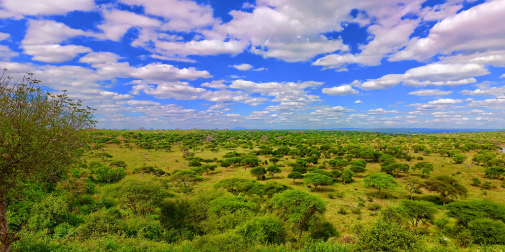 Tarangire Safari Lodge