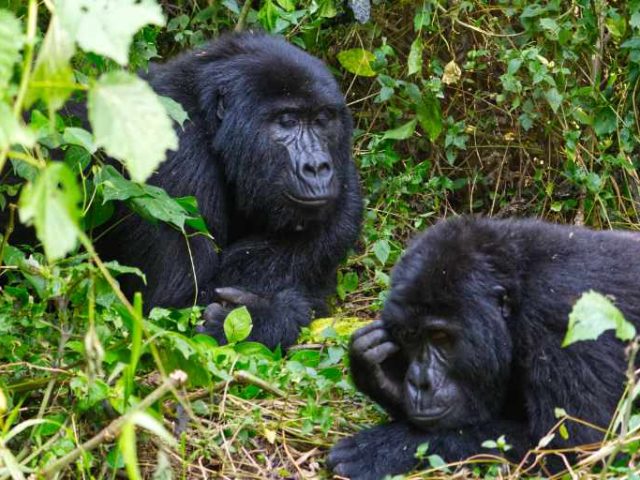 Gorilla Trekking